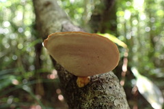 Microporus affinis
