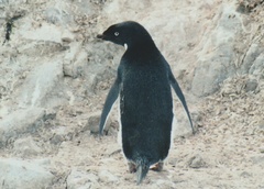 Pygoscelis adeliae