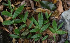 Oplismenus compositus