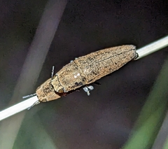 Sphenoptera