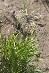 Anticlea elegans elegans