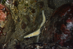 Leptasterias hexactis