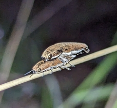 Sphenoptera