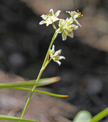 Anticlea elegans elegans