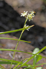 Anticlea elegans elegans