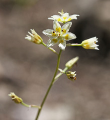 Anticlea elegans elegans