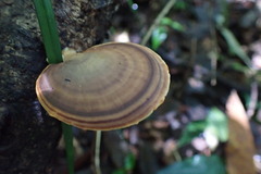 Microporus affinis