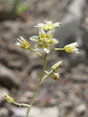 Anticlea elegans elegans