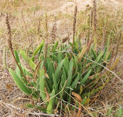Plantago carnosa