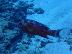 Variola albimarginata