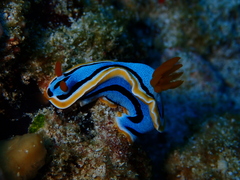 Chromodoris annae