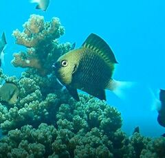 Dascyllus reticulatus