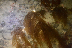 Desmarestia ligulata