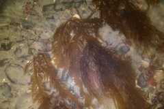 Desmarestia ligulata