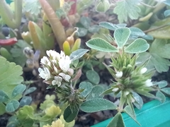 Trifolium scabrum