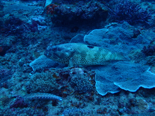 One-blotch grouper (Epinephelus melanostigma) — Serranidae — 5