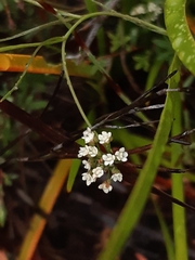 Platysace heterophylla