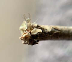Chrysopidae