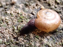 Aegopinella nitidula