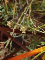 Platysace heterophylla