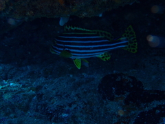 Plectorhinchus vittatus