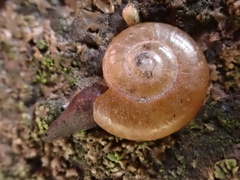 Aegopinella nitidula