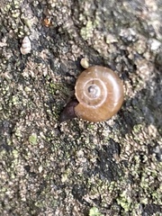 Aegopinella nitidula