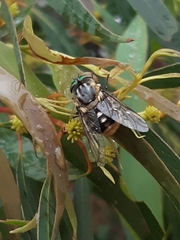 Scaptia auriflua