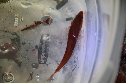 Manacled sculpin (Synchirus gilli) — Cottidae — 5