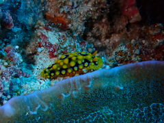 Phyllidia ocellata