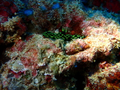 Nembrotha kubaryana