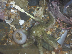 Leptasterias hexactis