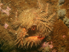 Hapalogaster mertensii