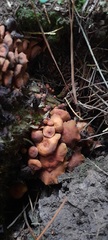 Hypholoma