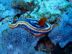 Chromodoris magnifica