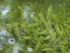 Egeria densa