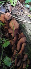 Hypholoma