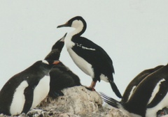 Leucocarbo bransfieldensis