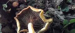 Hypholoma