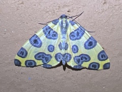 Pantherodes