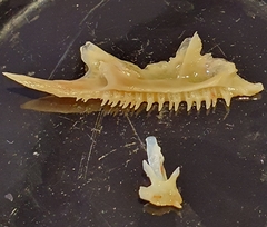 Pyxicephalus adspersus