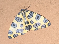 Pantherodes