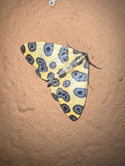 Pantherodes