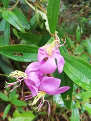 Melastoma