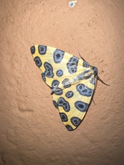 Pantherodes