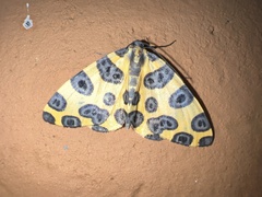 Pantherodes
