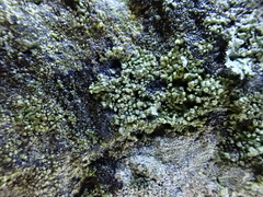 Hyperphyscia adglutinata