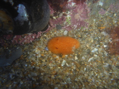 Acanthodoris lutea