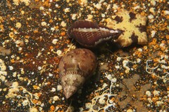 Phasianella australis