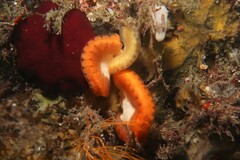 Sycozoa cerebriformis